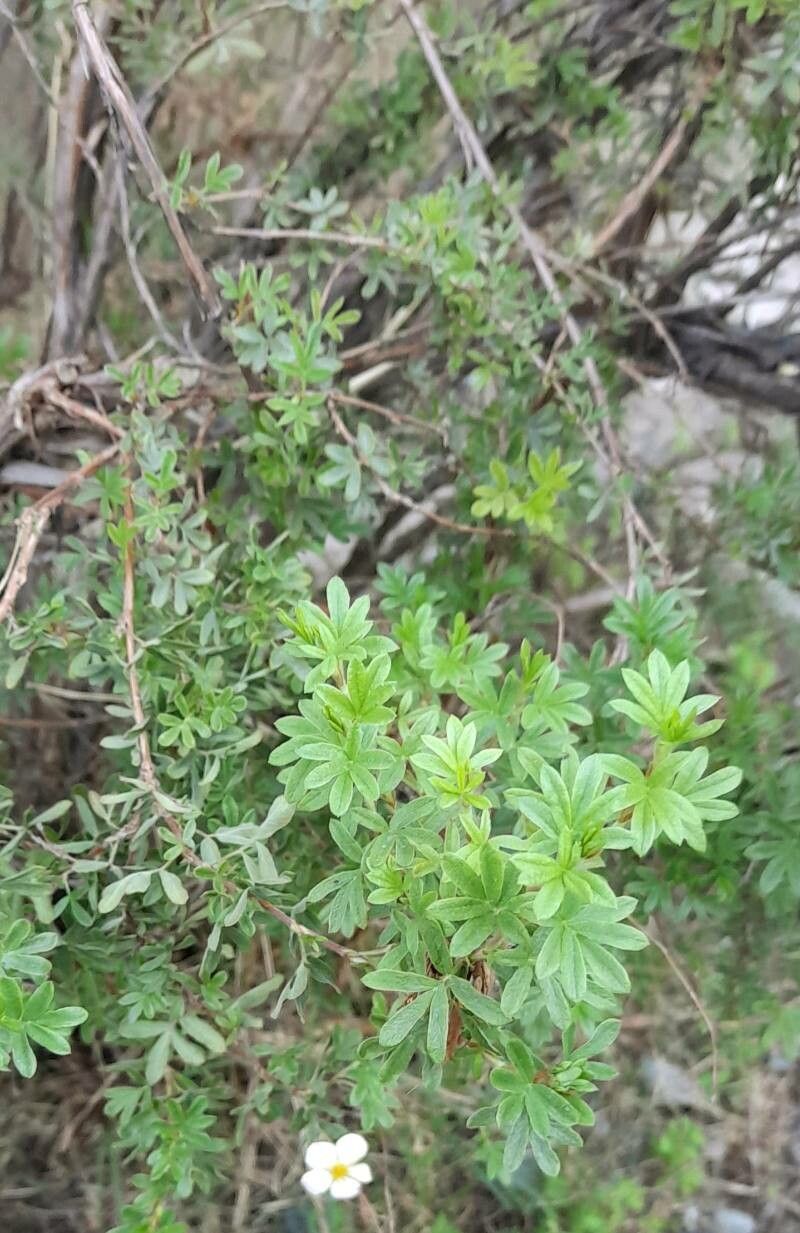 Dasiphora tenuifolia habit