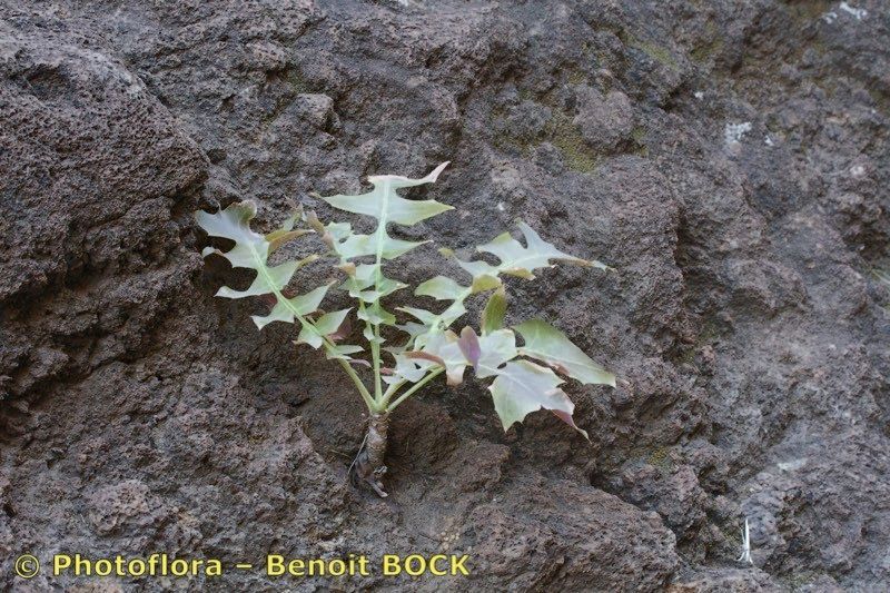 Sonchus fauces-orci habit