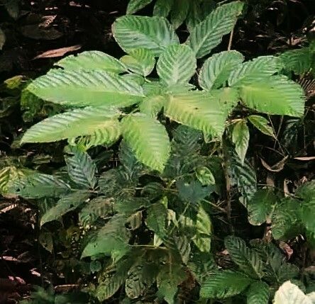 Leea aculeata — related species from the same genus