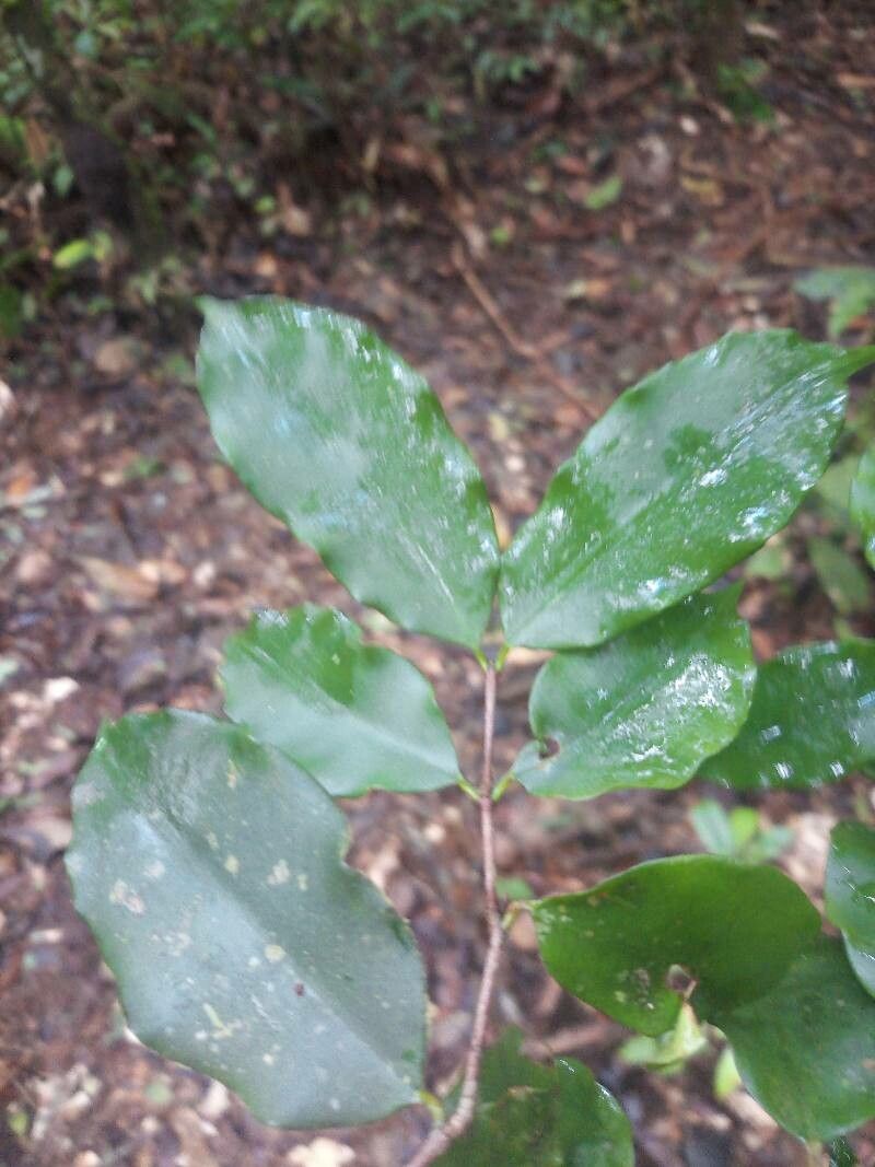 Moronobea coccinea — houseplant care guide