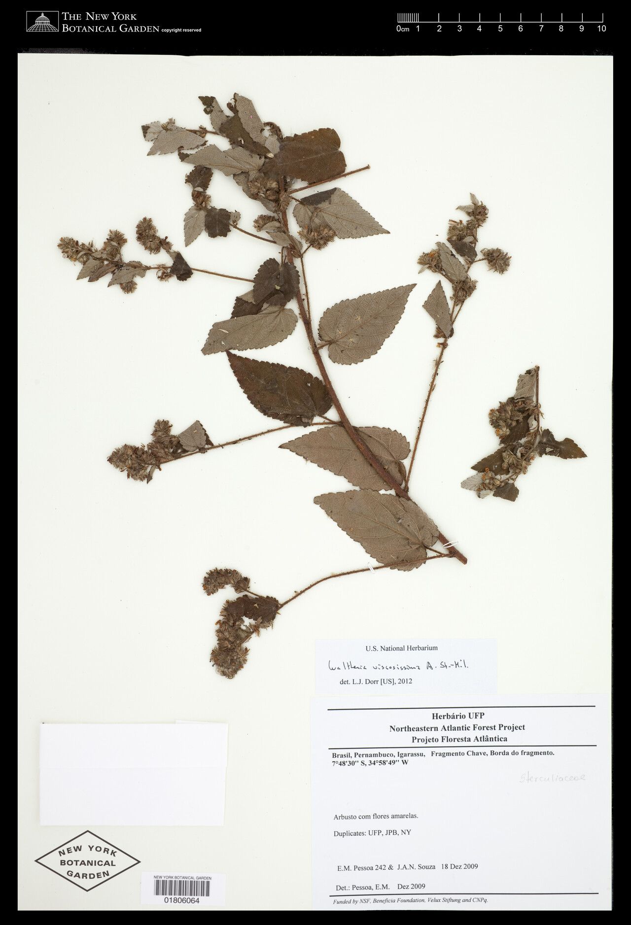 Waltheria viscosissima other