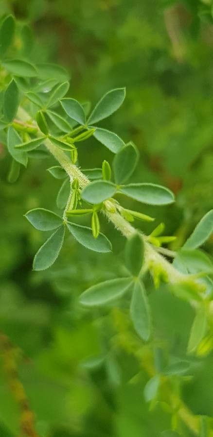 Adenocarpus viscosus leaf