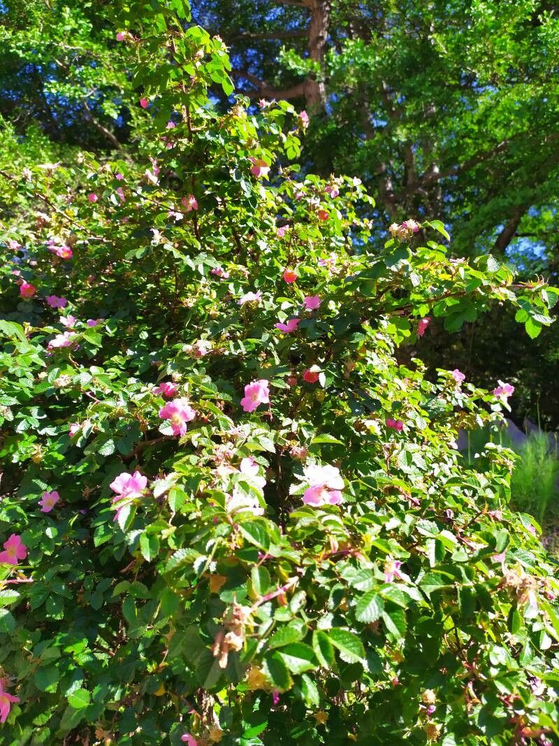 Rosa sicula habit