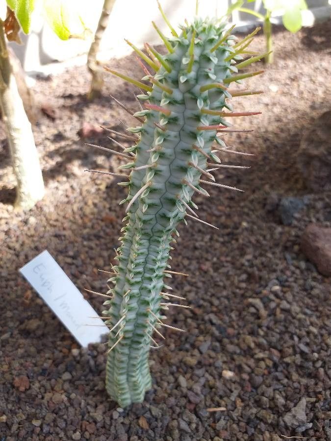 Euphorbia monadenioides — houseplant care guide