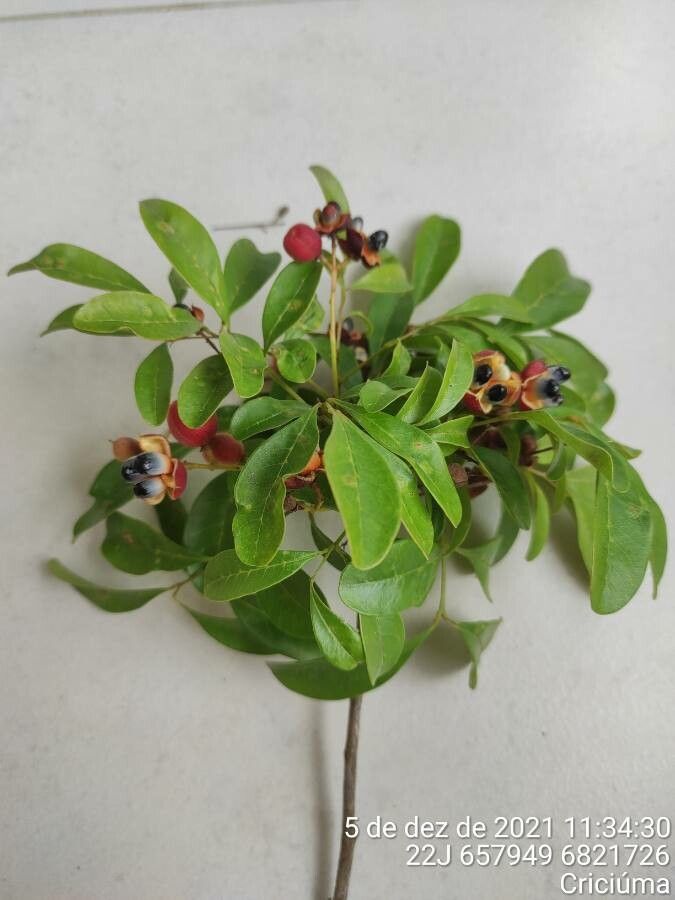 Matayba elaeagnoides — related species from the same genus