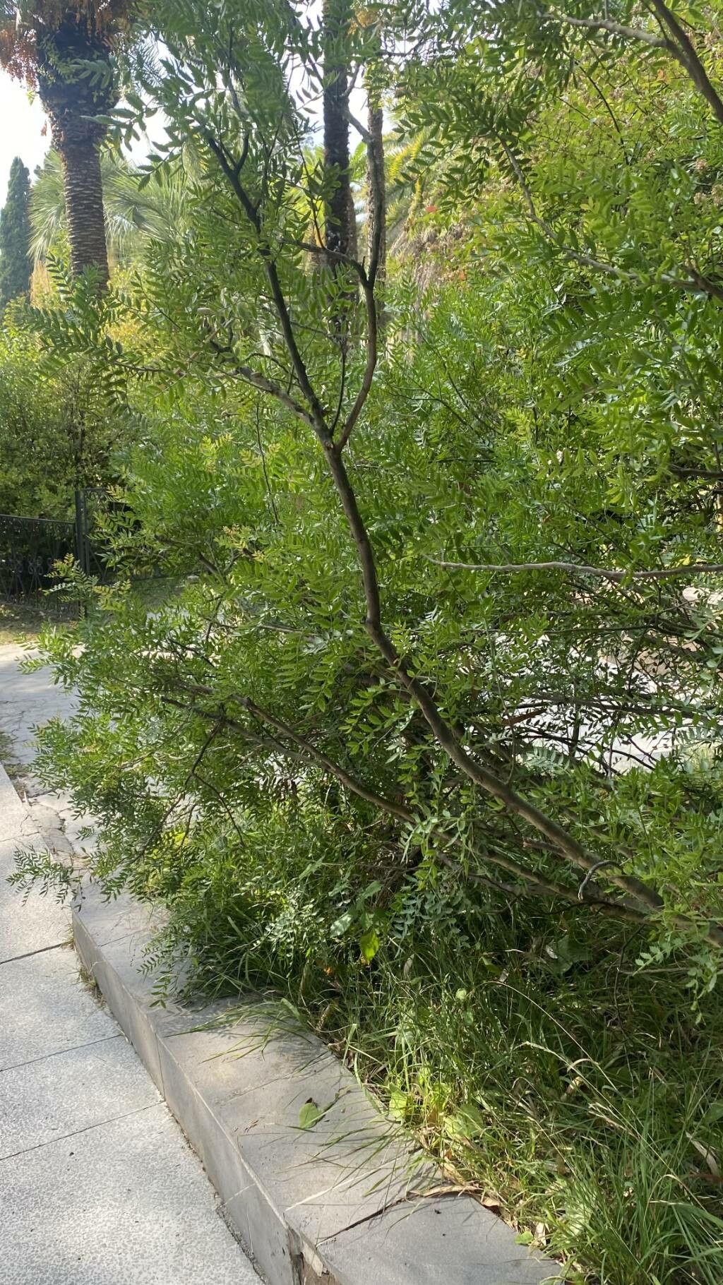 Schinus weinmanniifolia habit