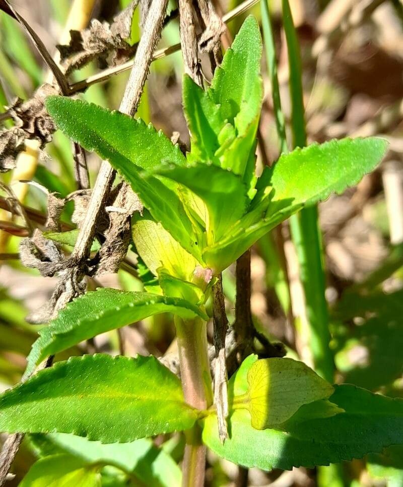 Mecardonia grandiflora — related species from the same genus