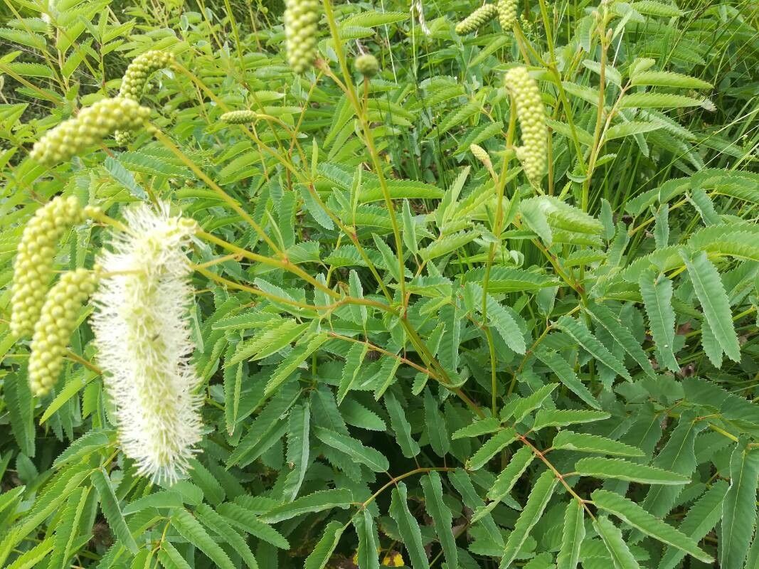 Sanguisorba dodecandra leaf