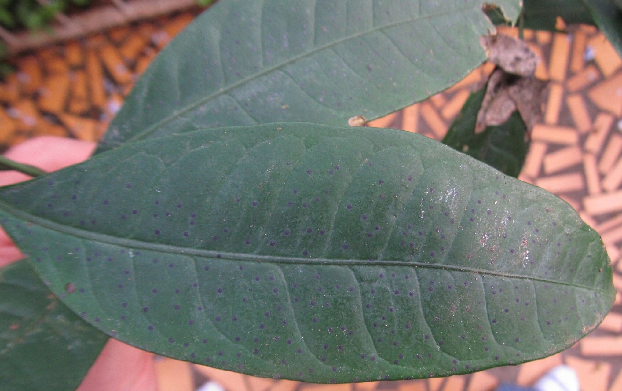 Psychotria senterrei leaf