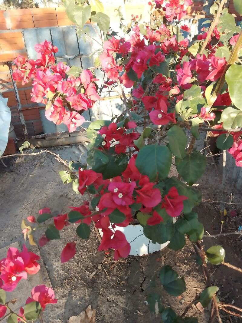 Bougainvillea buttiana bark
