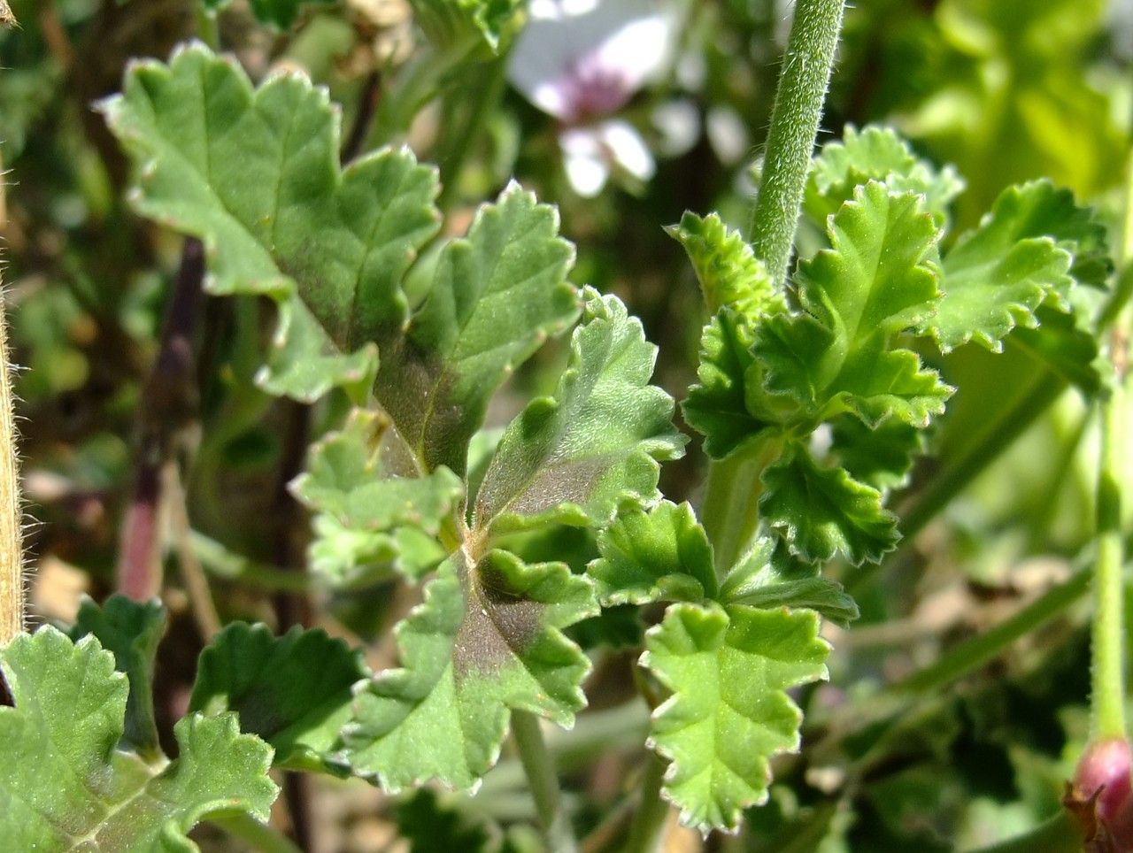 Pelargonium myrrhifolium — houseplant care guide