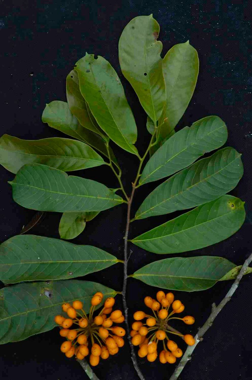 Unonopsis stipitata — houseplant care guide