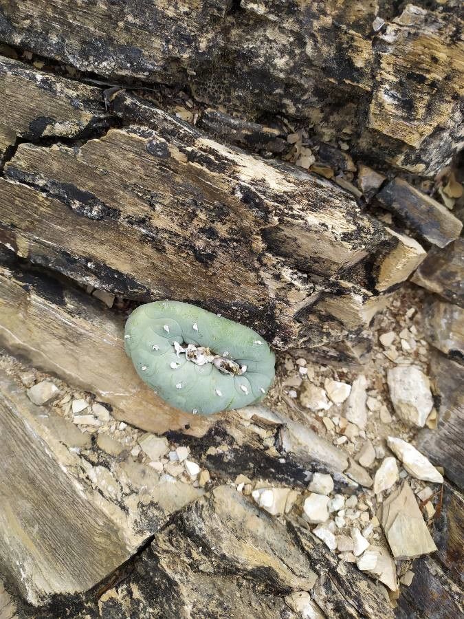 Lophophora diffusa bark