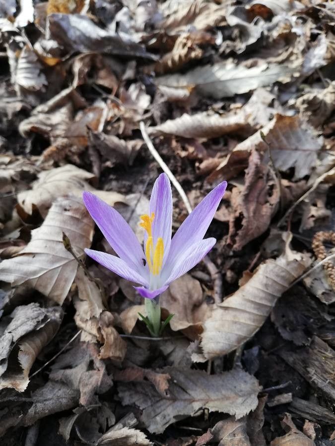 Colchicum corsicum flower