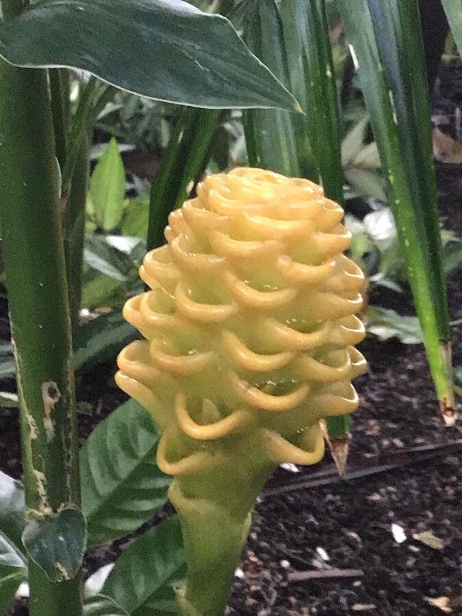 Zingiber Spectabile flower