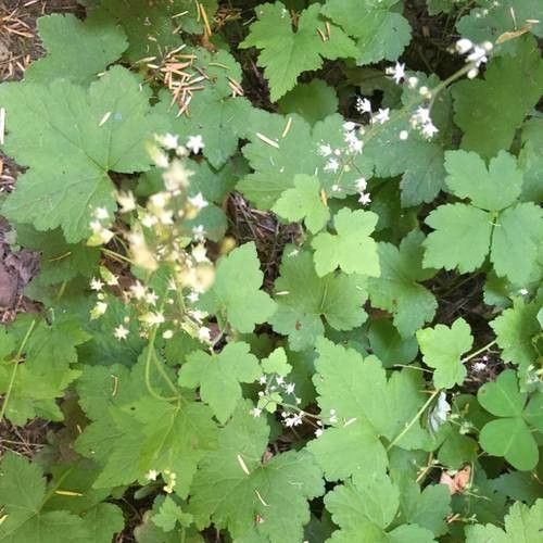 Tiarella trifoliata leaf