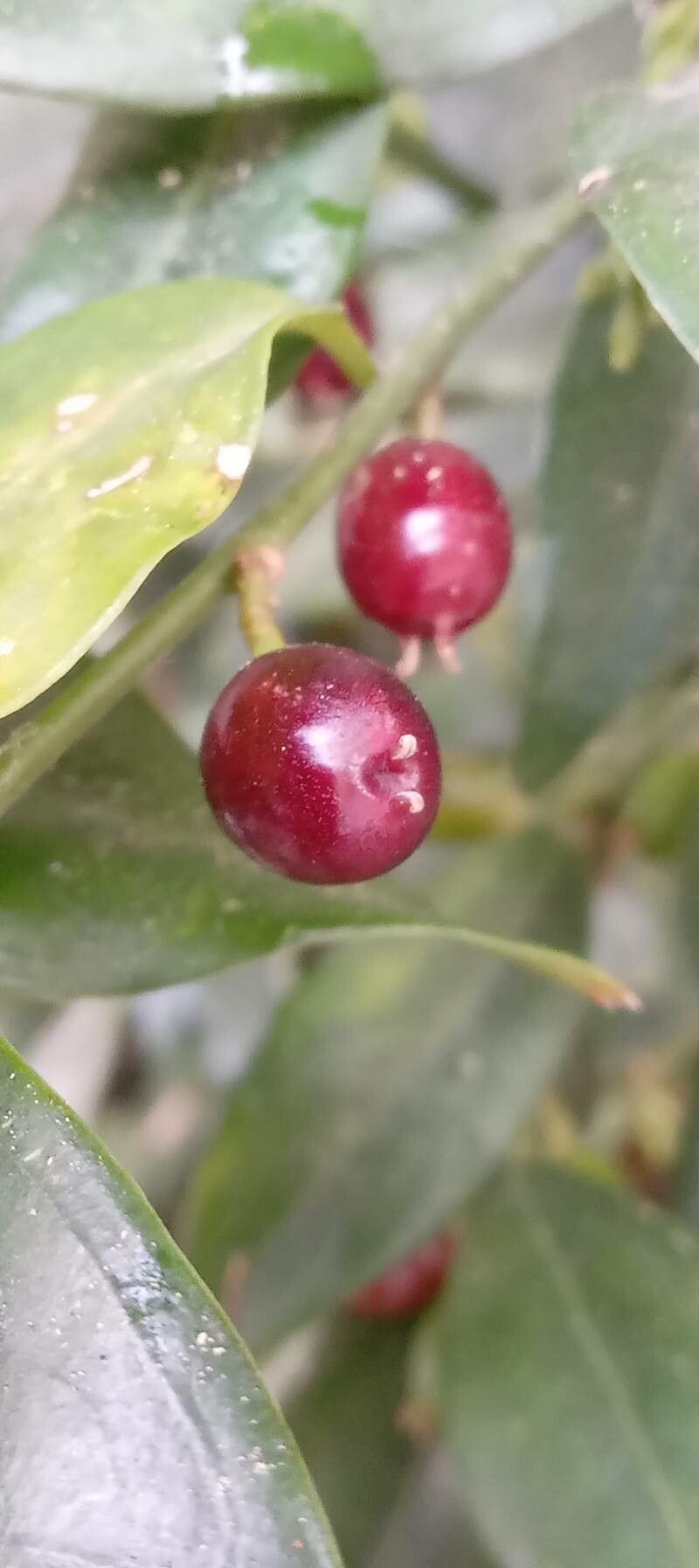 Sarcococca ruscifolia fruit