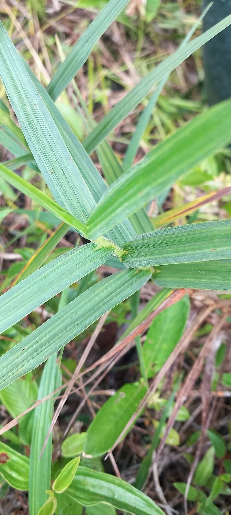 Scleria bracteata leaf