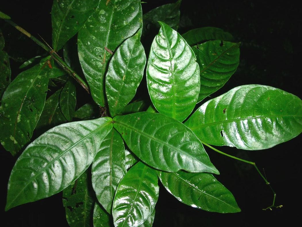 Psychotria laselvensis leaf