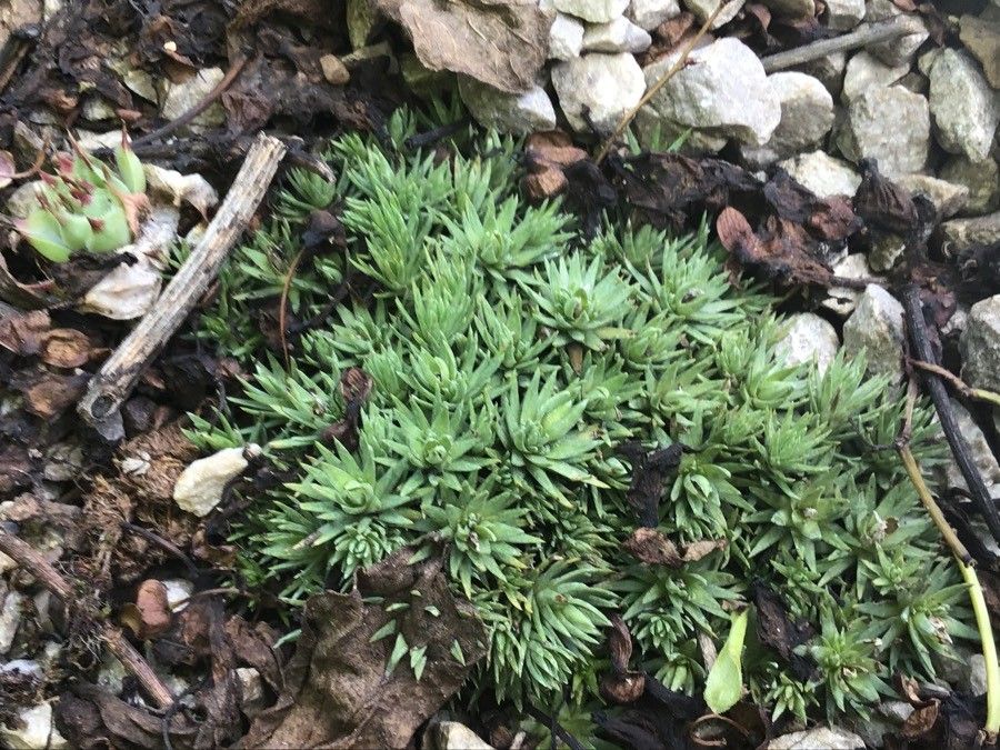 Saxifraga burseriana — search result for 'Slovenia'