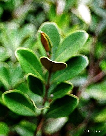 Pycnandra goroensis — houseplant care guide