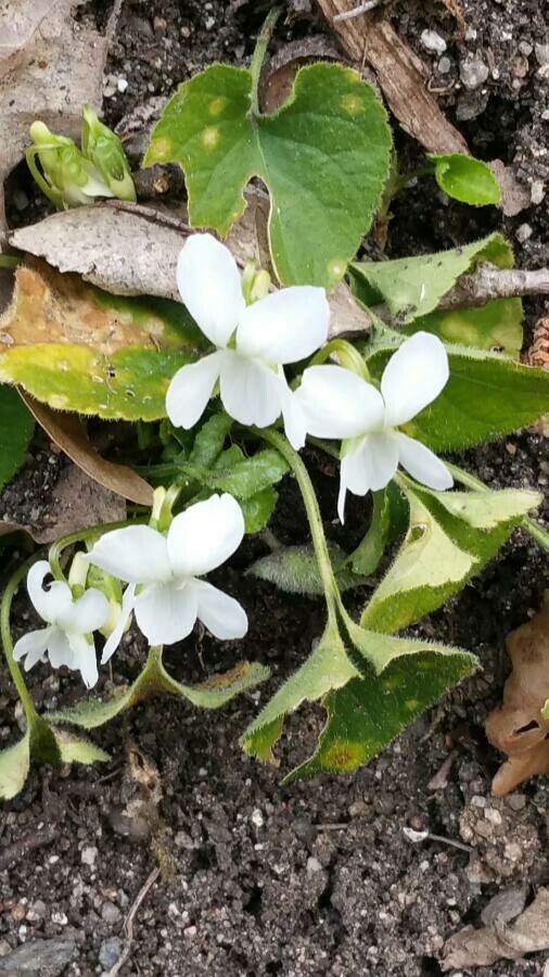 Viola alba — search result for 'Violaceae'