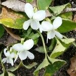 Viola alba