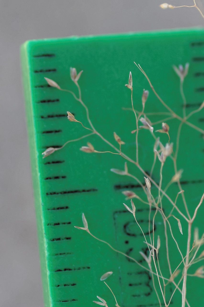 Agrostis tenerrima — houseplant care guide