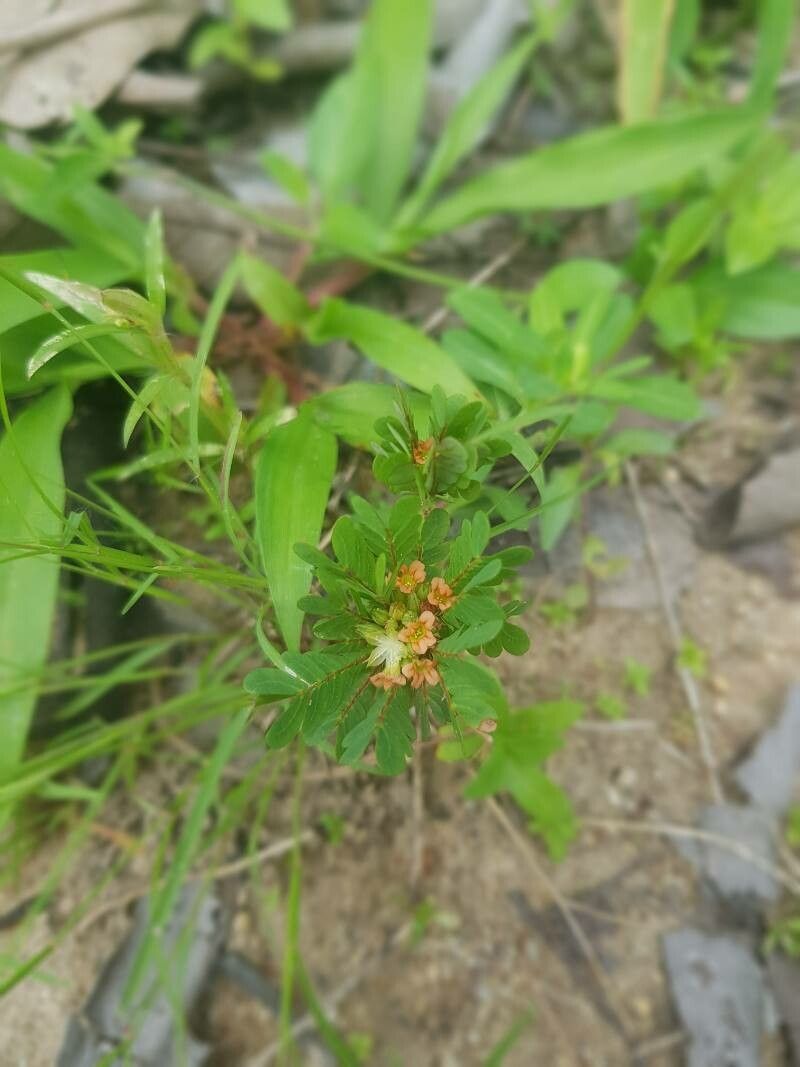 Biophytum abyssinicum — related species from the same genus