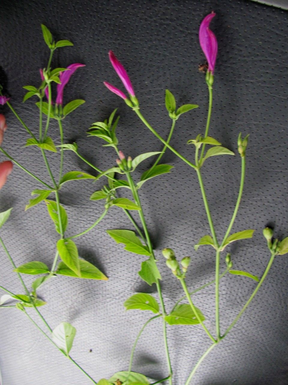 Dicliptera trifurca other