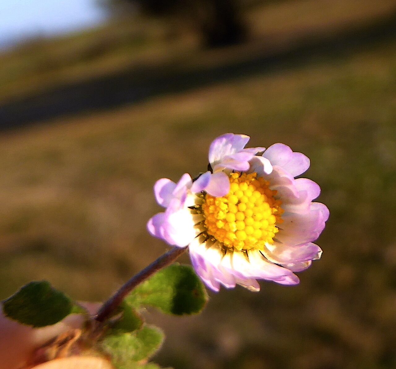 Bellis annua flower