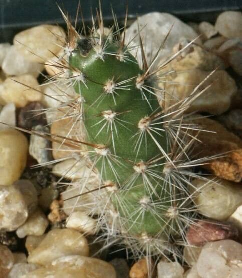 Opuntia mesacantha leaf