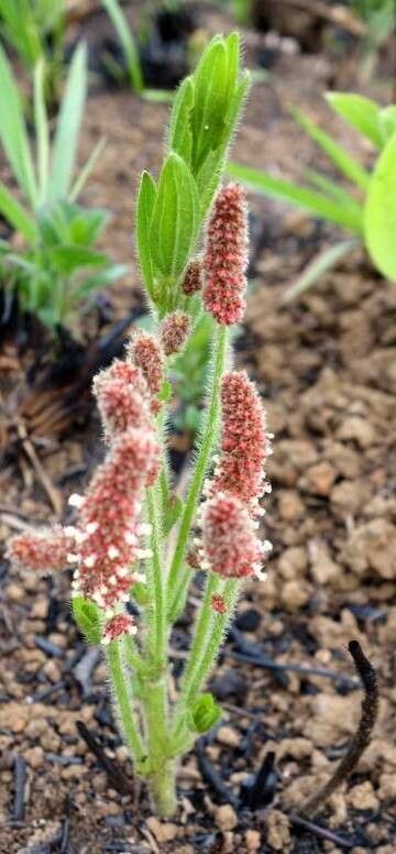 Acalypha angustata — houseplant care guide