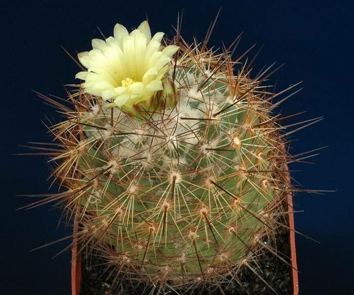 Coryphantha pseudechinus habit