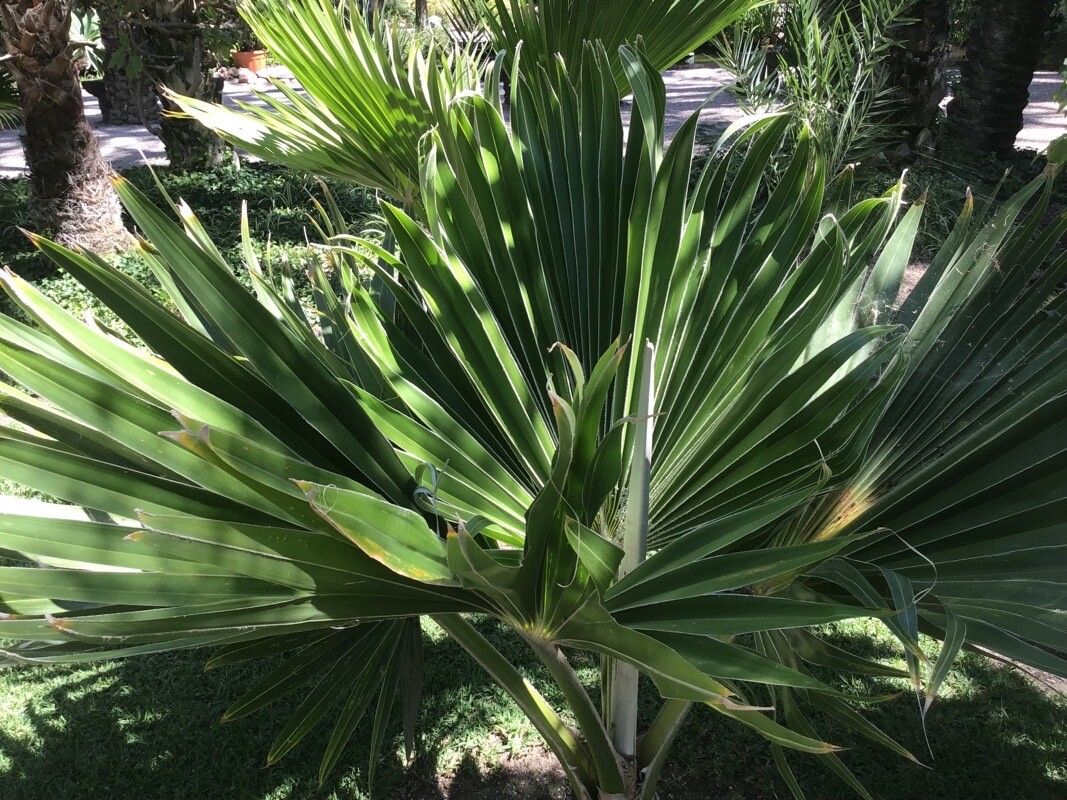 Pritchardia minor — search result for 'Pritchardia'