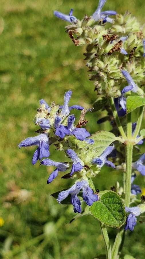 Salvia polystachya — search result for 'Guatemala'