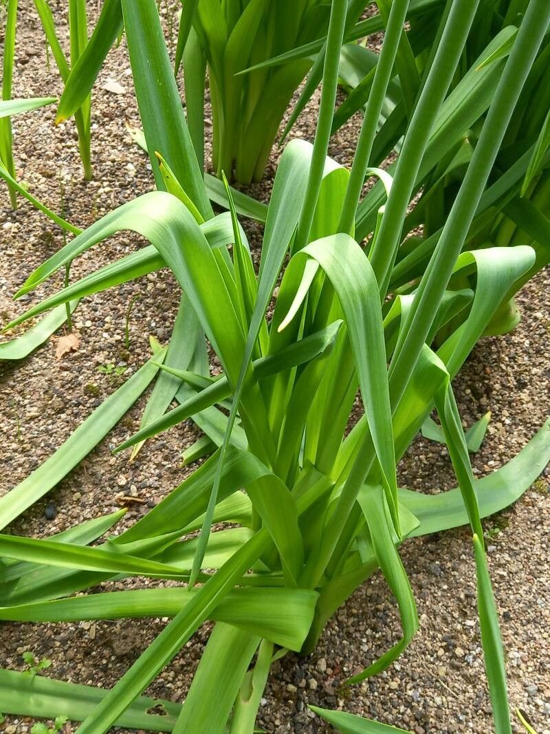 Ornithogalum princeps — houseplant care guide