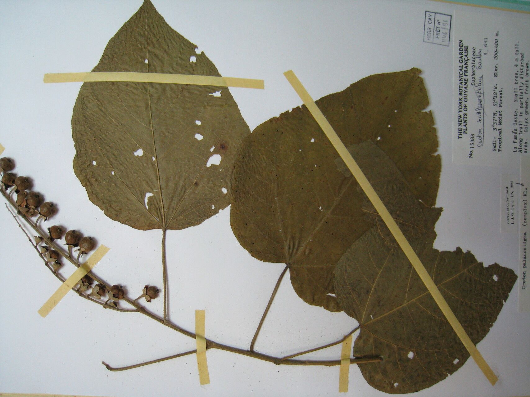 Croton palanostigma — houseplant care guide