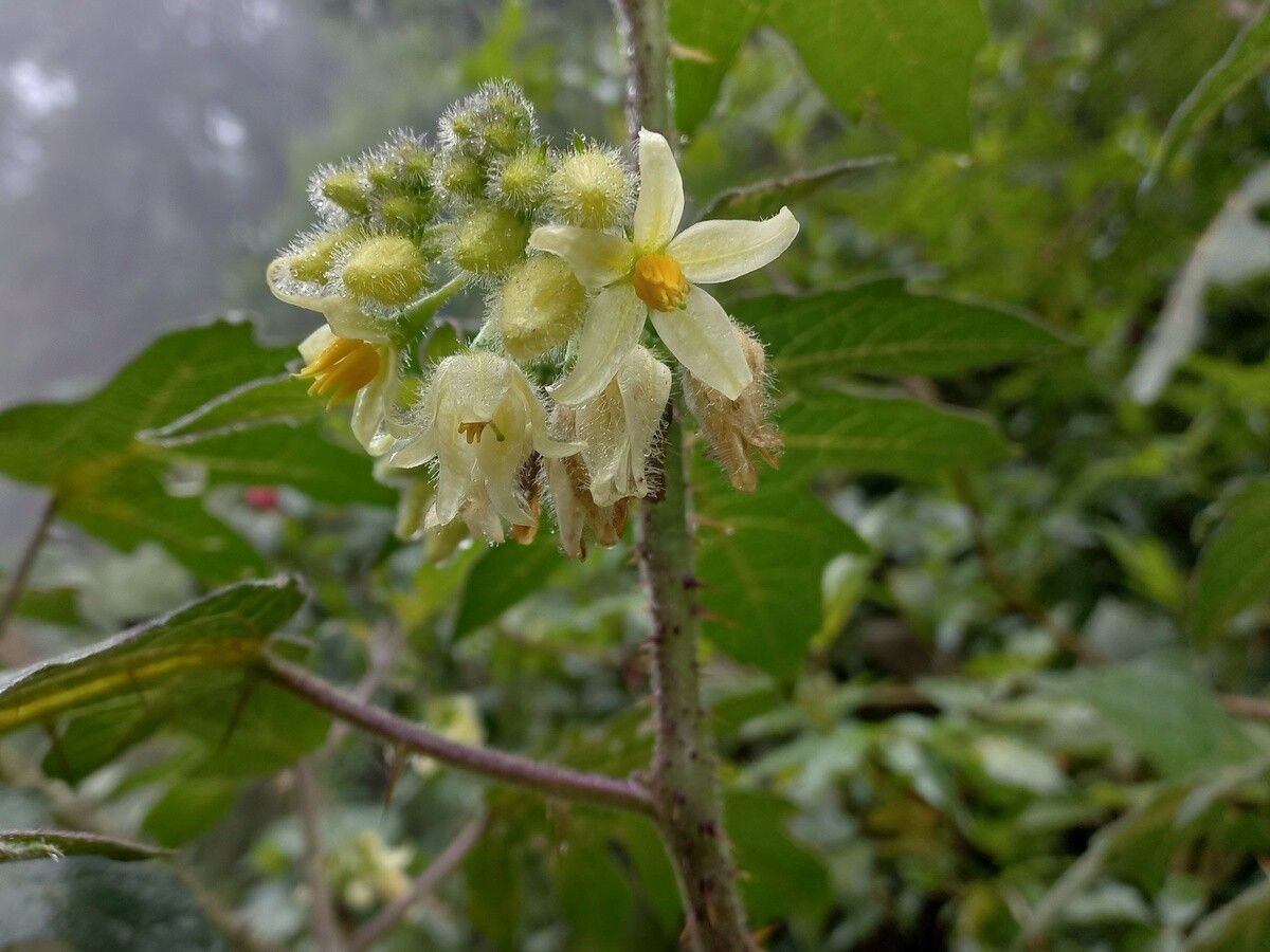 Solanum lhotskyanum — houseplant care guide