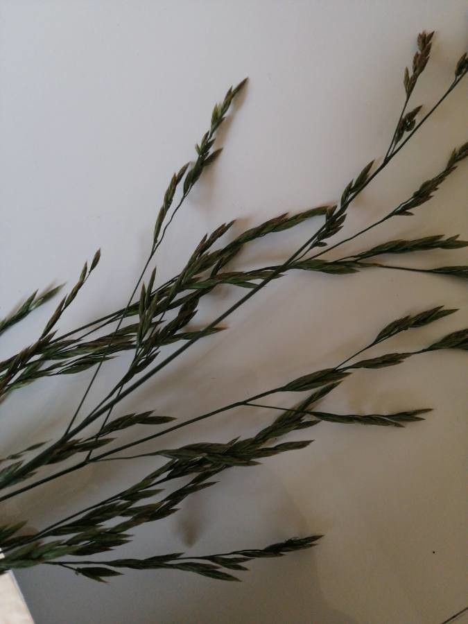 Festuca heteromalla leaf