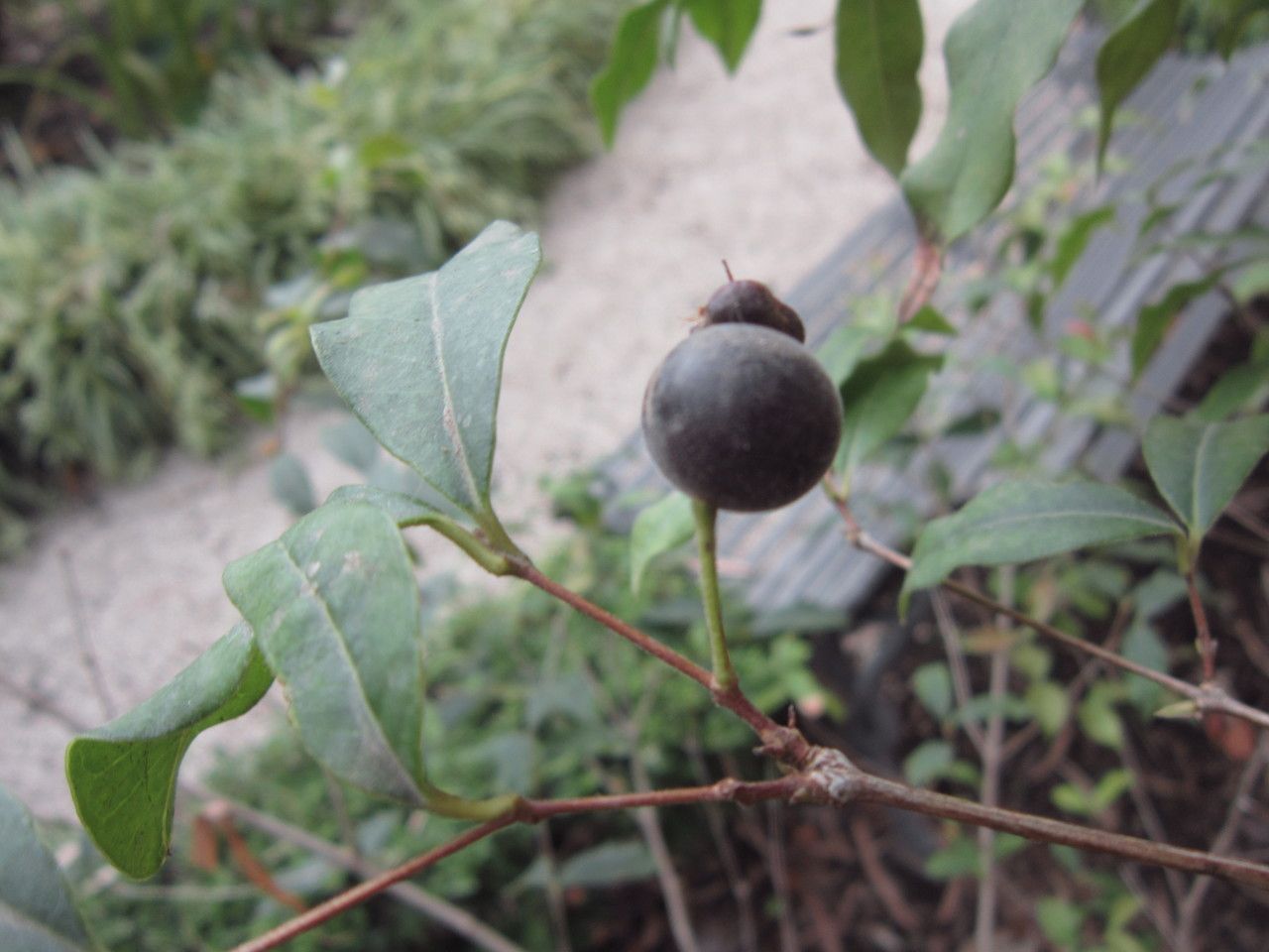 Eugenia uruguayensis fruit