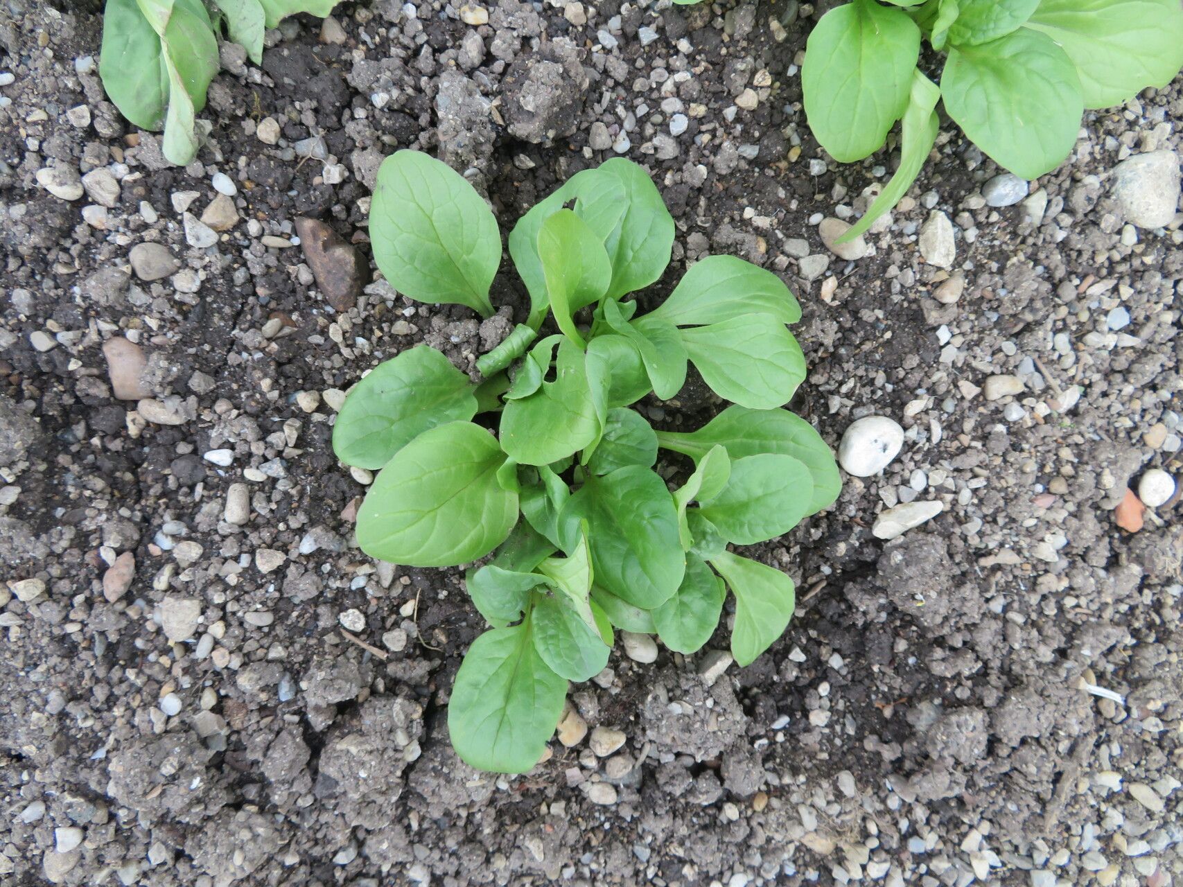 Valeriana cornucopiae leaf