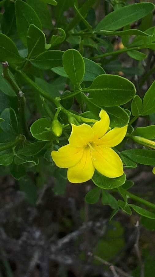 Jasminum fruticans flower