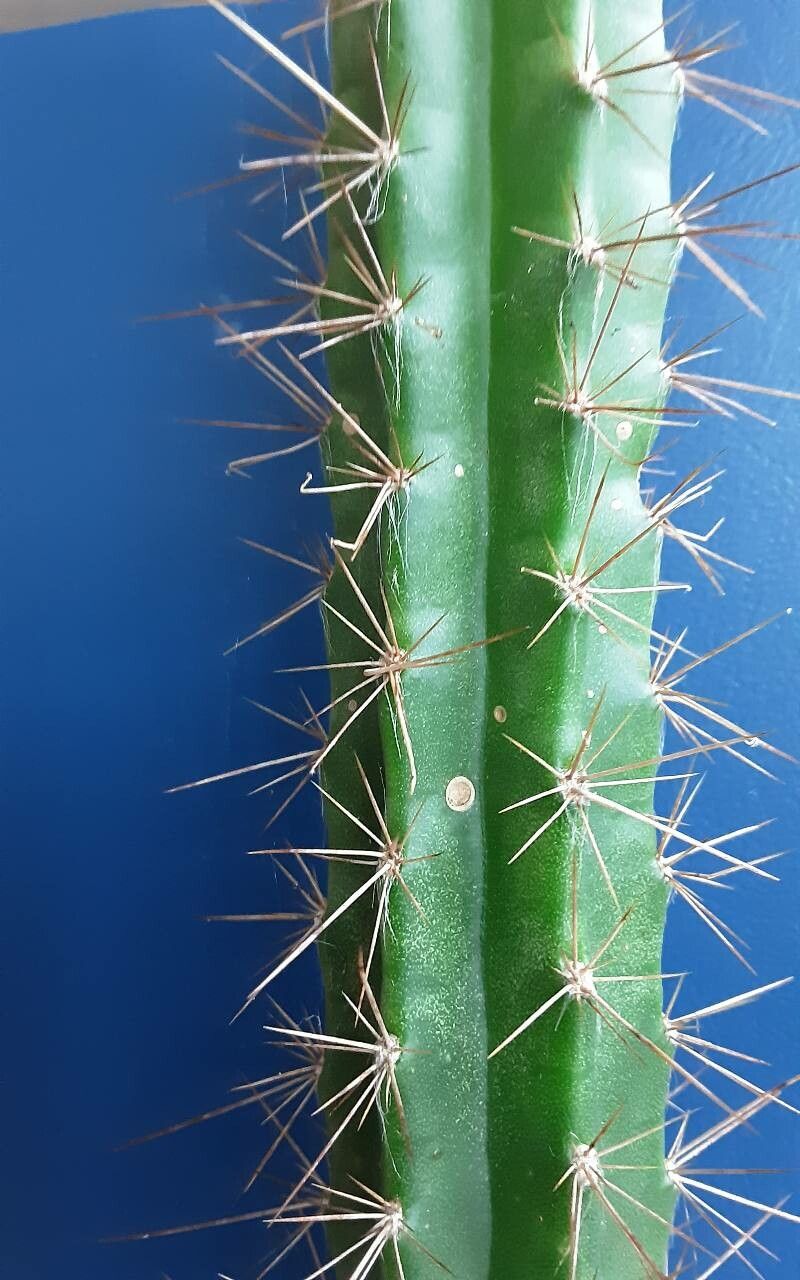 Pilocereus curtisii — houseplant care guide