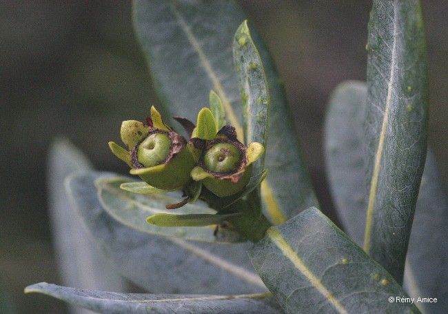 Xanthostemon glaucus fruit