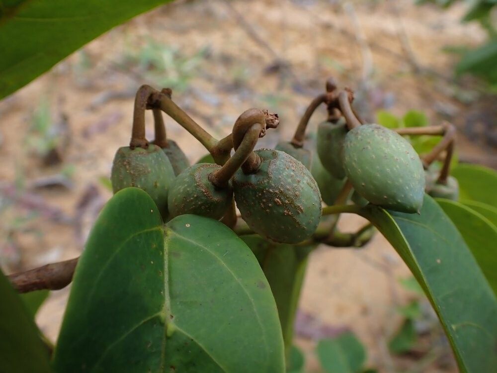 Cissus dinklagei — houseplant care guide