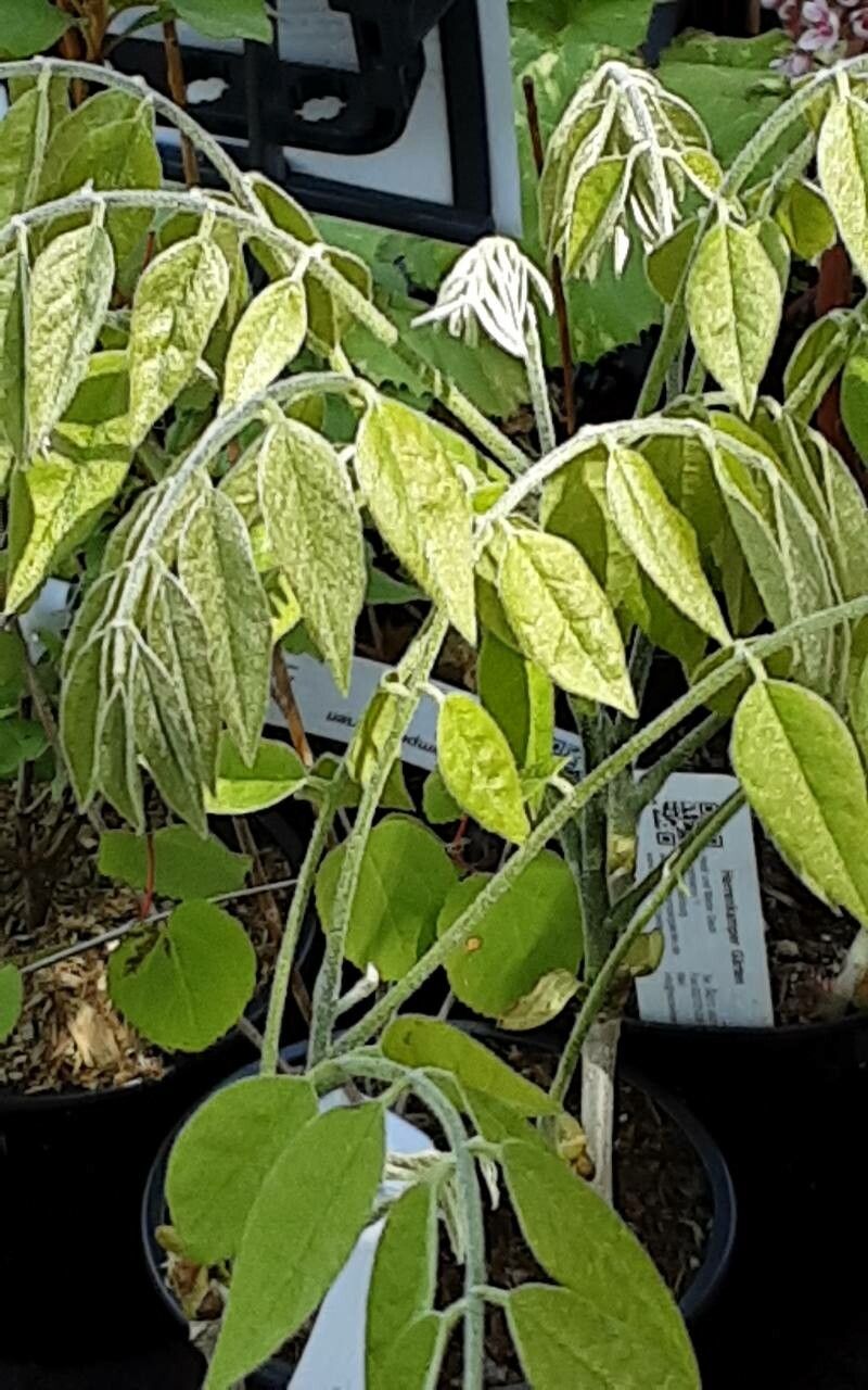 Maackia hupehensis — related species from the same genus