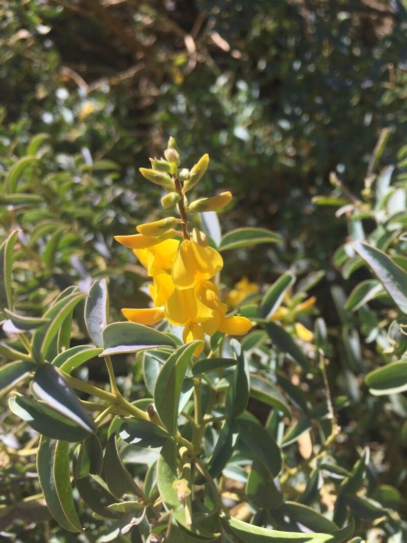 Adenocarpus anagyrifolius flower