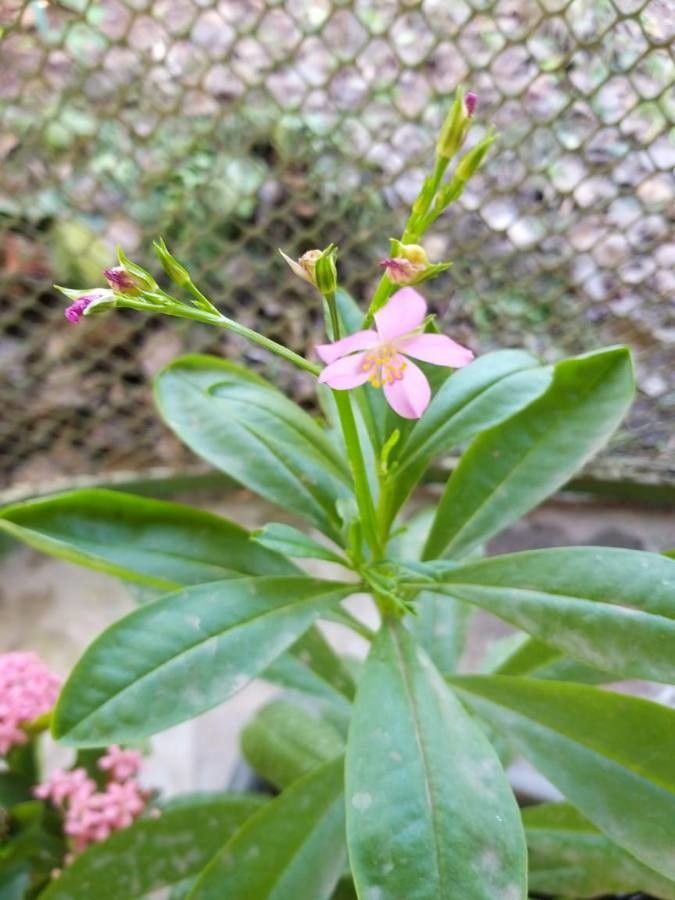 Talinum triangulare — search result for 'Ghana'