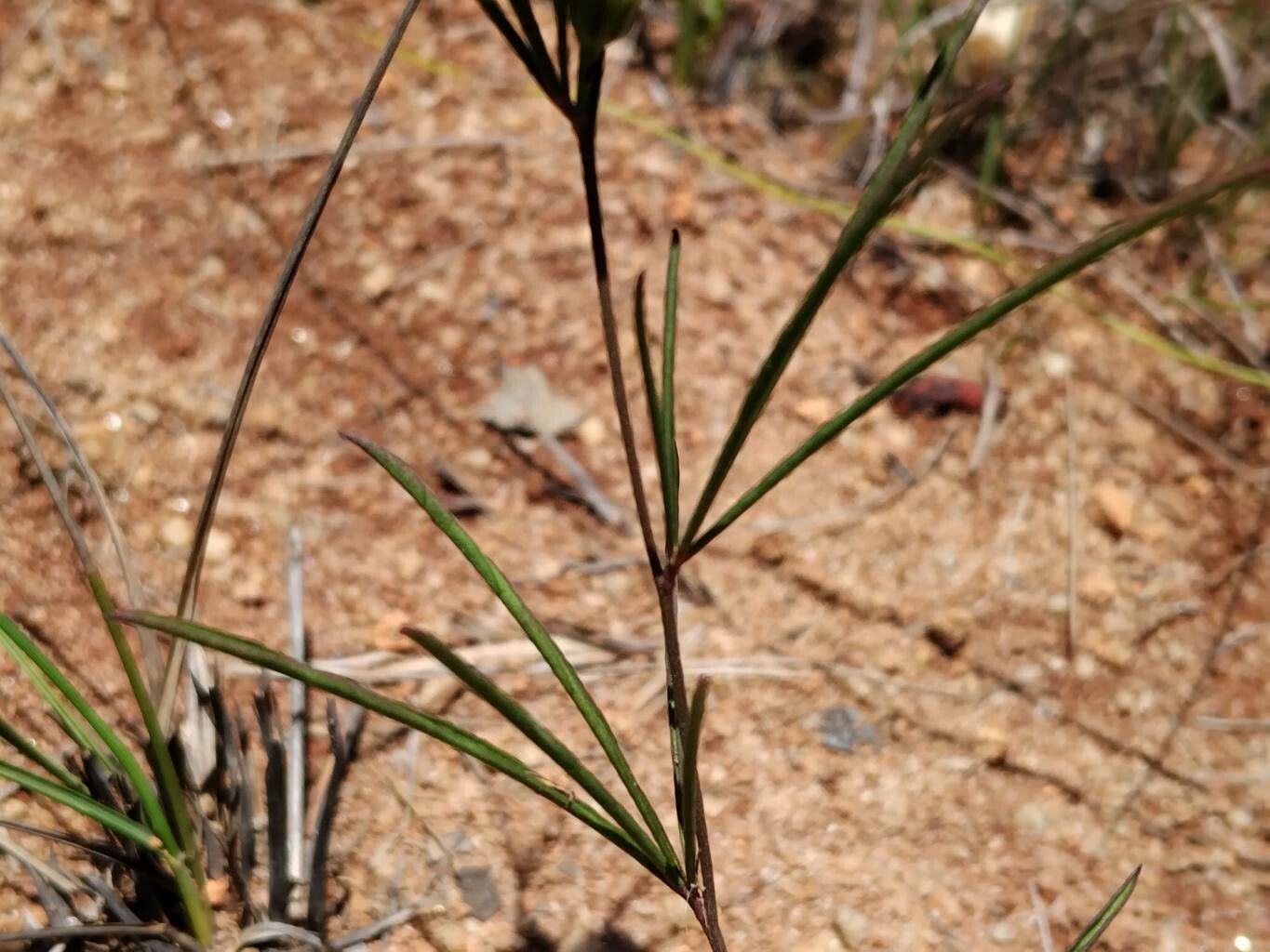 Ipomoea ternifolia leaf